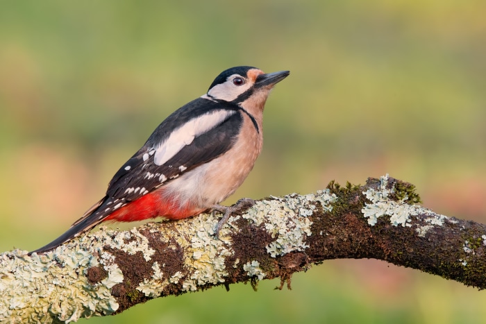 Great Spotted Woodpecker on a mossy branch