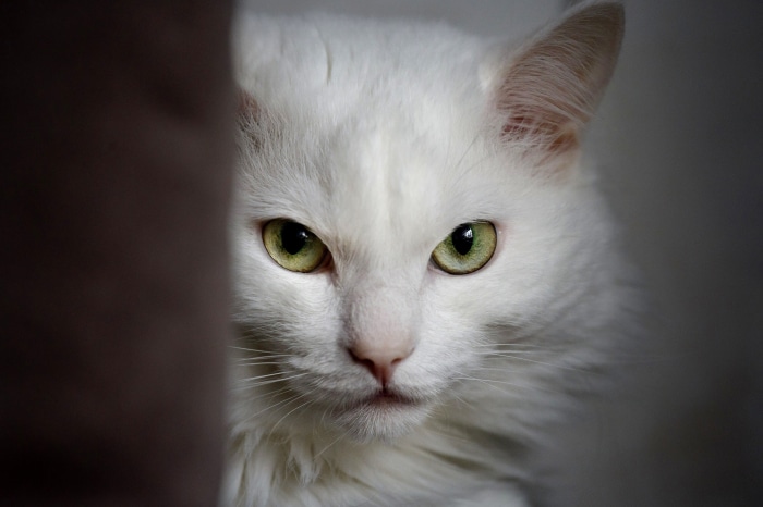 Close-up of a white cat with green eyes