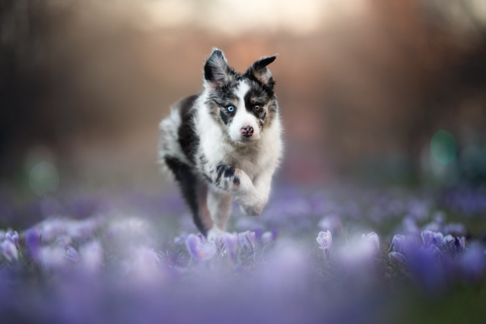 Puppy running through purple flowers