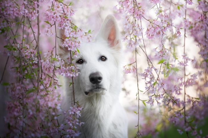 White Swiss Shepherd Dog Among Pink Cherry Blossoms