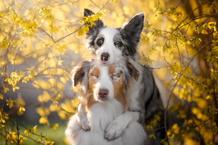 Two Australian Shepherds hugging amongst yellow flowers