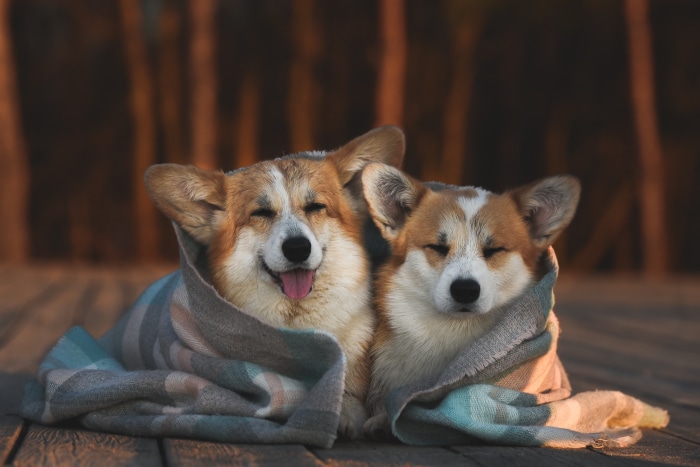Two Corgi dogs wrapped in a blanket