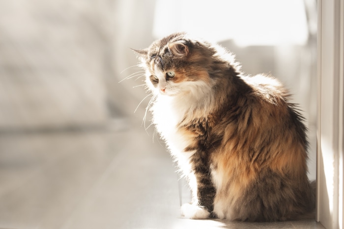 Calico cat sitting in sunlight