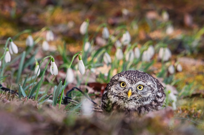 Little owl peeking from behind snowdrops