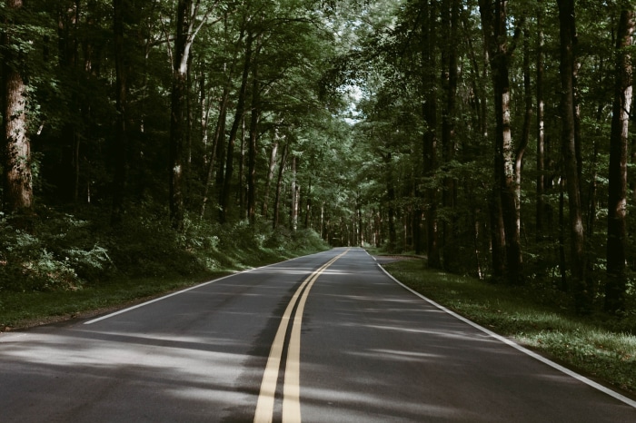 Road through a dense forest