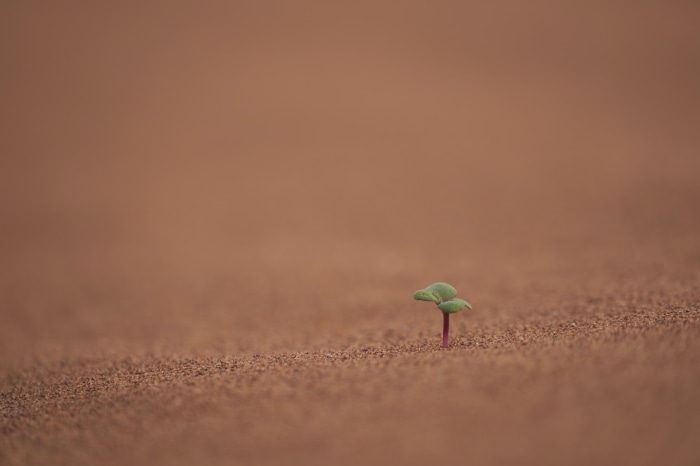 A lone sprout grows in the sand