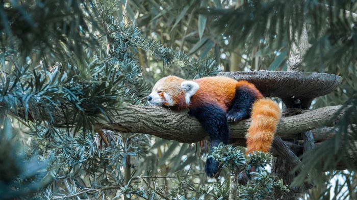 Red Panda Sleeping on a Tree Branch