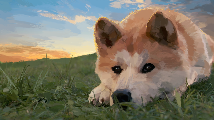 Akita dog lying in grass at sunset