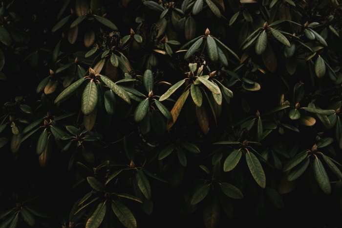 Dark Green Leaves