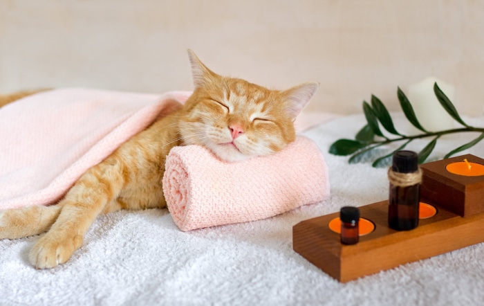 Orange cat relaxing on a towel with spa items