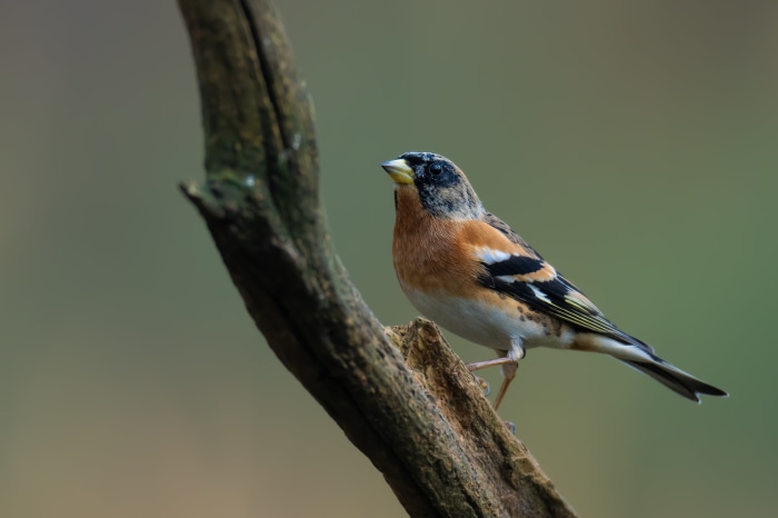 Brambling bird perched on a branch