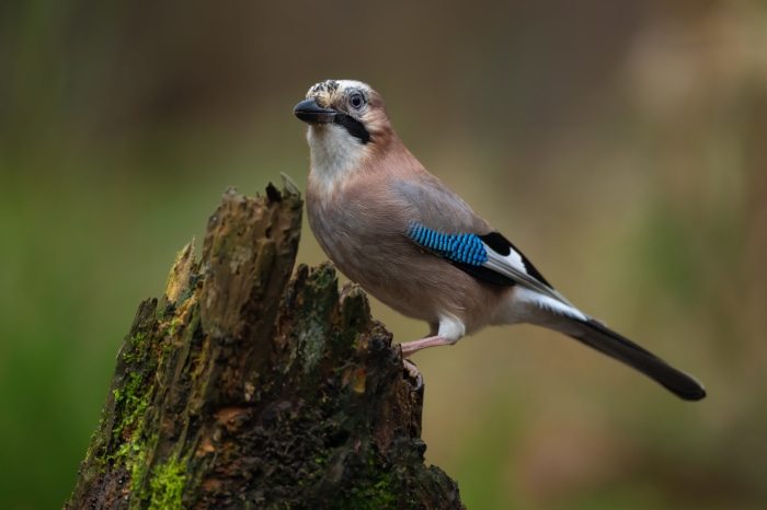 Eurasian Jay on a mossy stump 4K