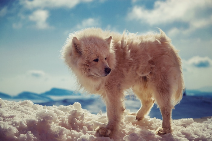 Fluffy white dog standing in snow with mountains in background
