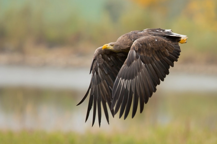 White-tailed Eagle in flight