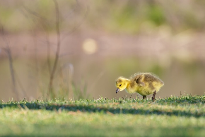 Baby Canada Goose on Grassy Shore