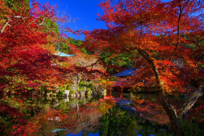 Japanese Garden with Red Maple Leaves and Reflection