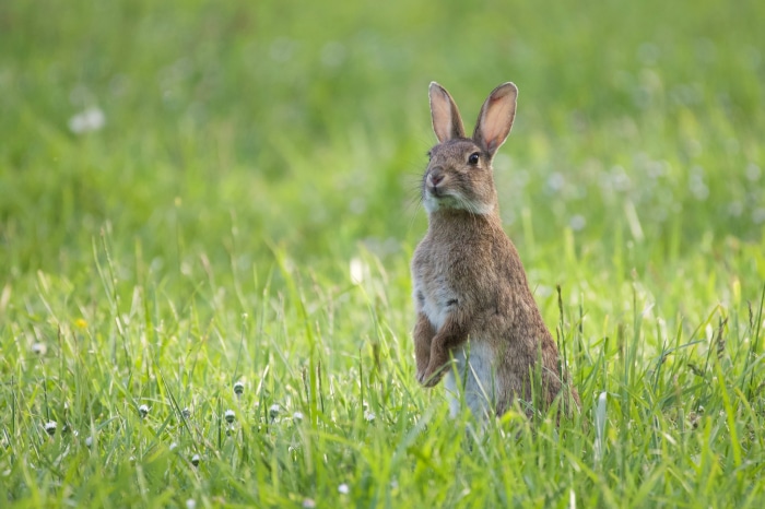 Rabbit standing in green grass