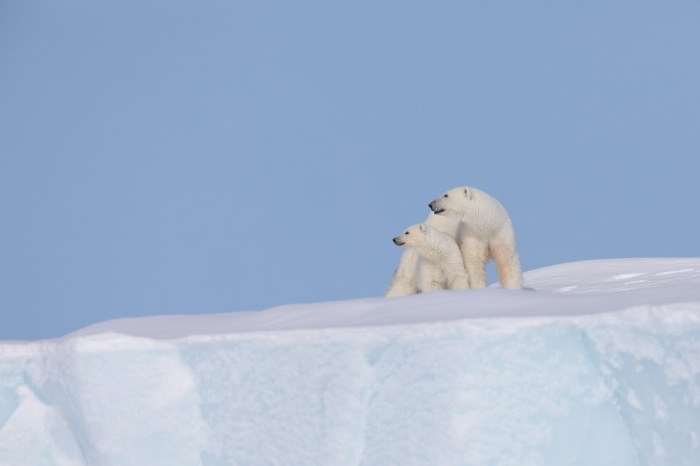 Two polar bears on a snowy ridge