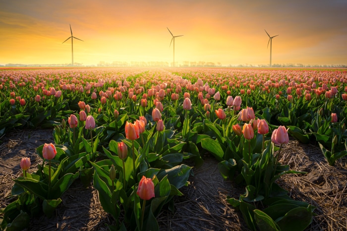 Field of pink tulips at sunset with wind turbines