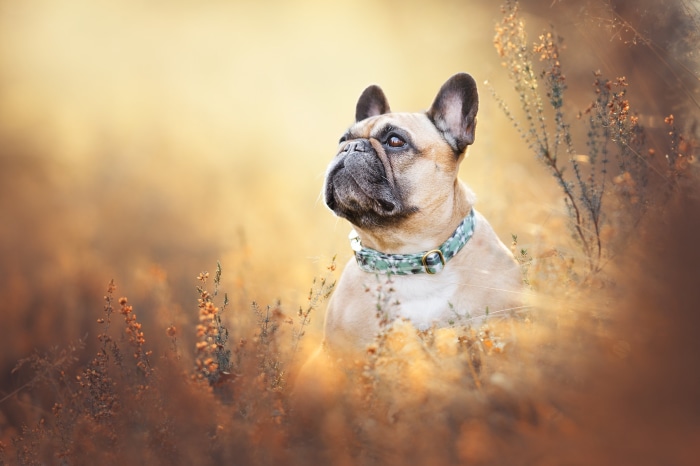 French Bulldog in a Field