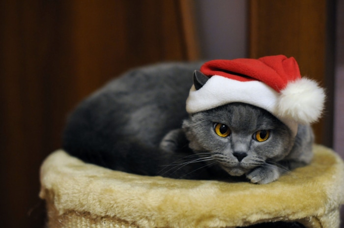 Gray cat wearing a Santa hat