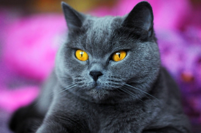 Close-up of a British Shorthair cat with yellow eyes