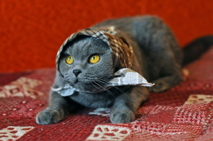 Gray cat wearing a checkered scarf
