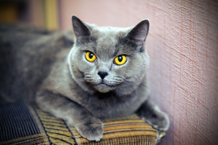 British Shorthair cat with yellow eyes
