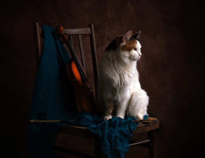 Calico cat on a chair with a violin