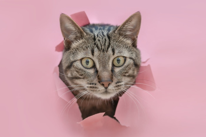 Tabby cat peeking through pink paper