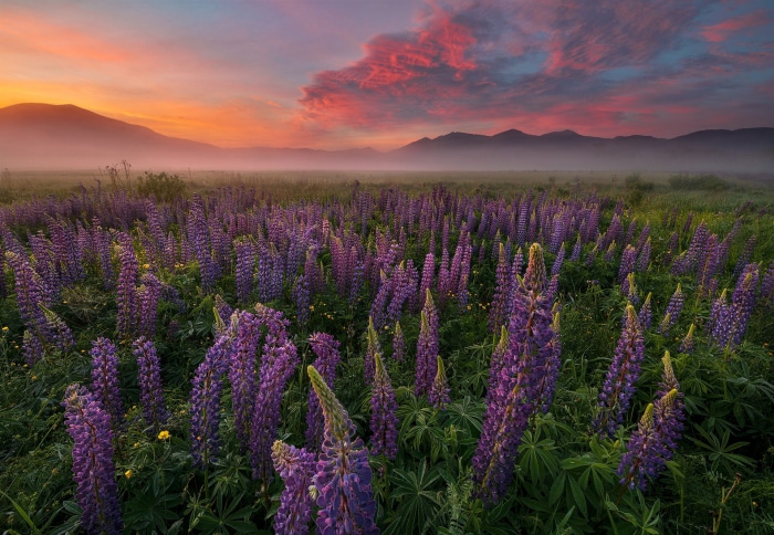Field of purple lupine flowers at sunrise