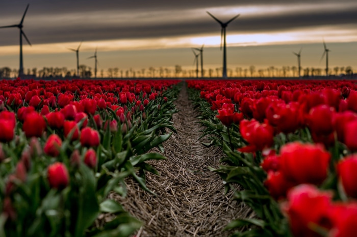 Field of red tulips with wind turbines