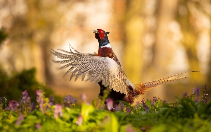 Pheasant with wings spread in a field