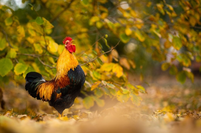 Rooster in autumn foliage