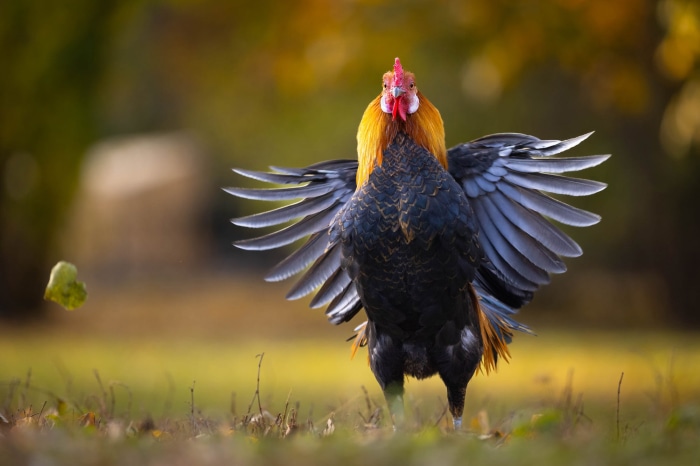 Rooster with wings spread in autumn