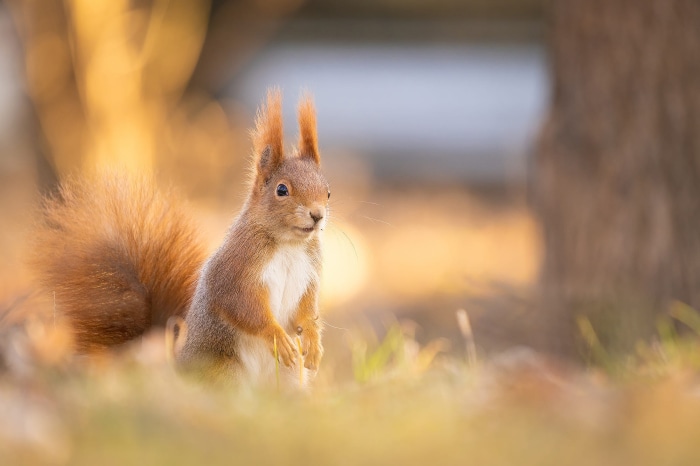 Red Squirrel in Soft Sunlight