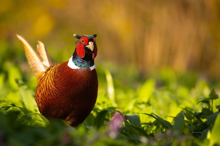 Male Pheasant in Greenery
