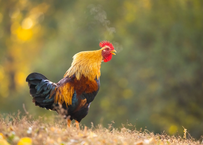 Rooster crowing in autumn field