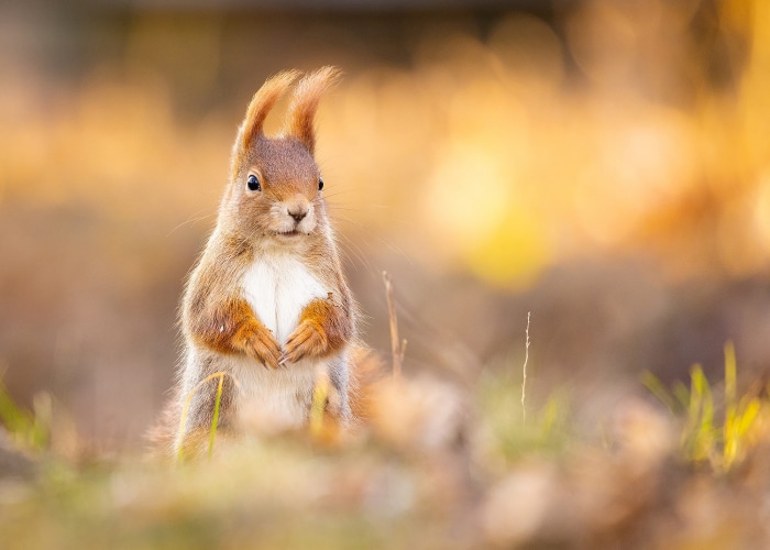 Red Squirrel Standing in Autumnal Setting