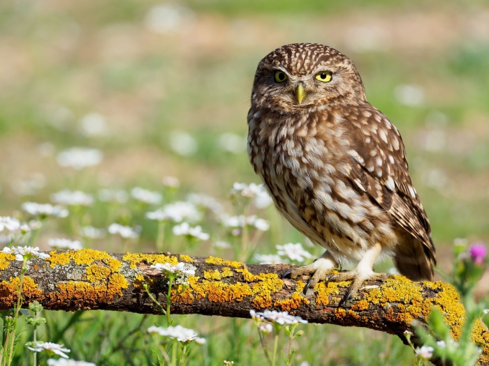 Little owl perched on a lichen-covered branch