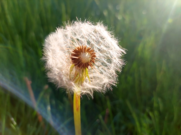Dandelion
