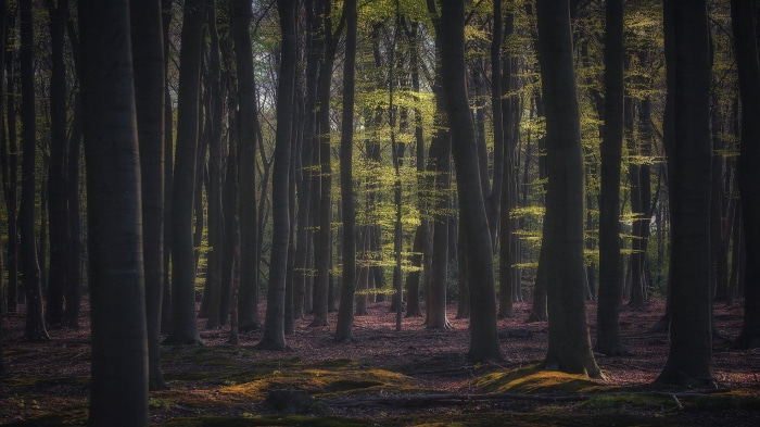 Sunlight filtering through a dense forest