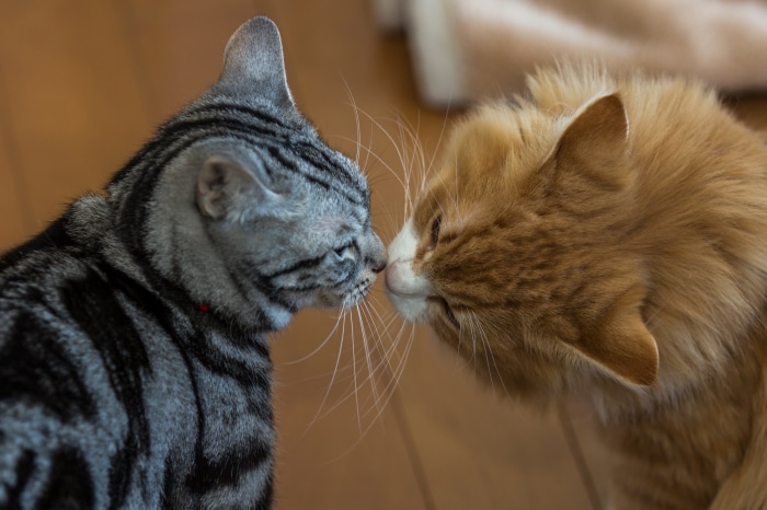 Two cats touching noses