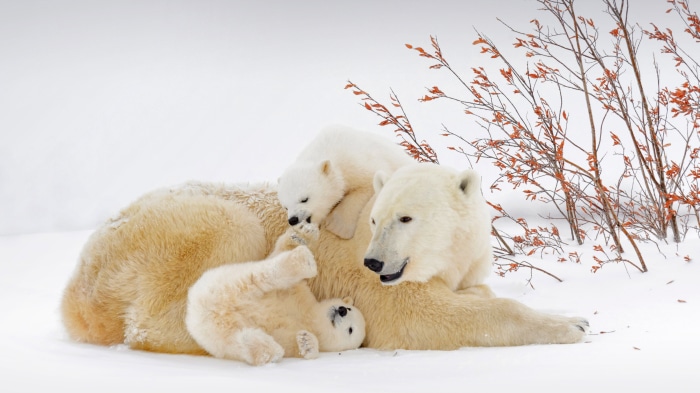Polar bear mother with cubs in Wapusk National Park, Manitoba, Canada