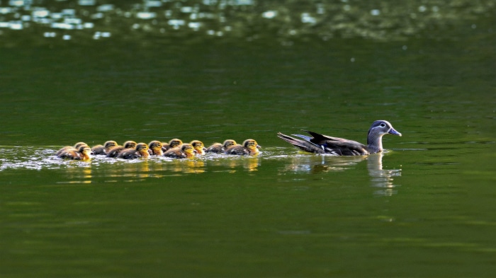Mandarin duck hen with ducklings swimming in South Korea