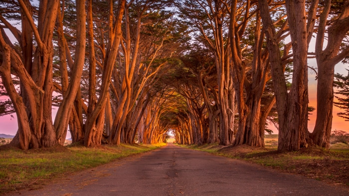 Cypress Tunnel at Point Reyes National Seashore, California