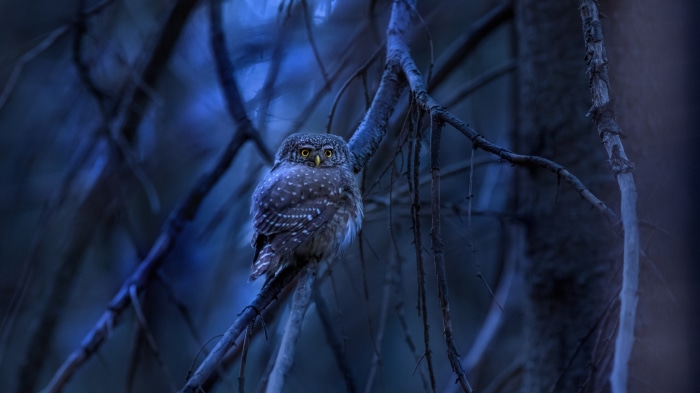 Small owl perched on a branch in the dark forest 4K