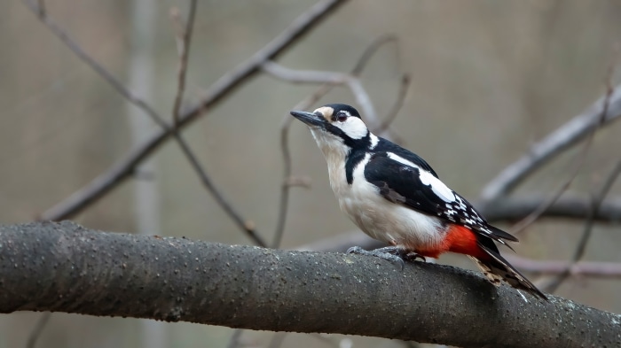 Great Spotted Woodpecker perched on a tree branch