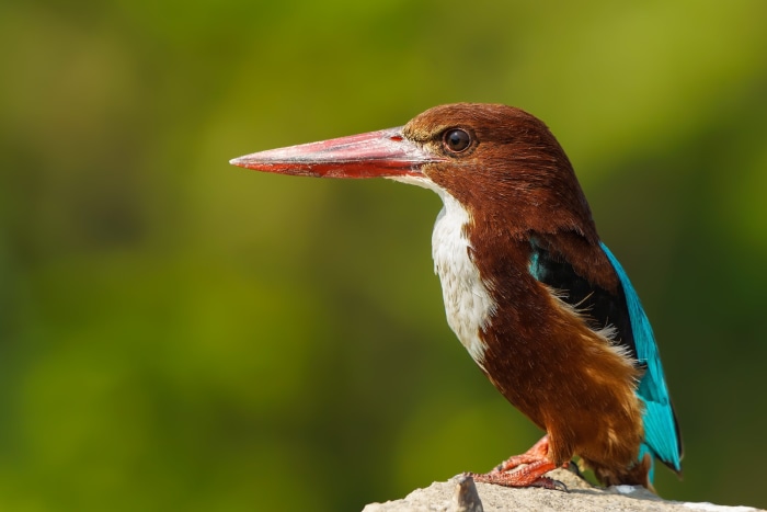 White-throated kingfisher perched on a rock