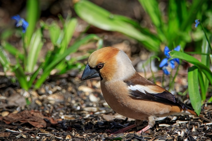 Hawfinch bird on the ground with blue flowers